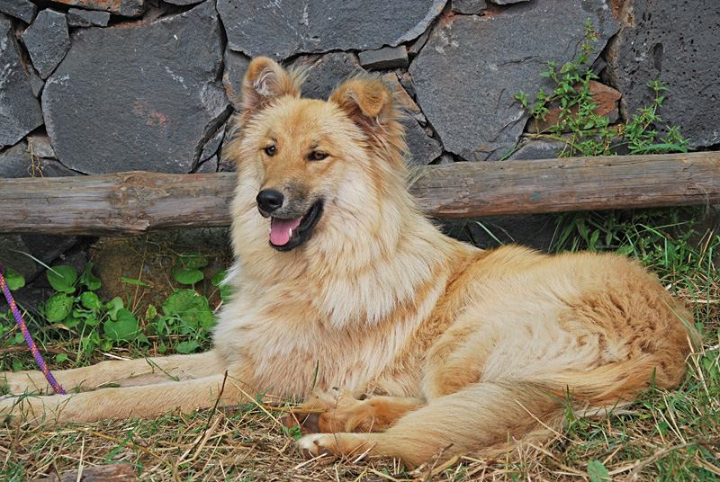Pastor Garafiano Ein Hund von der Kanareninsel La Palma.